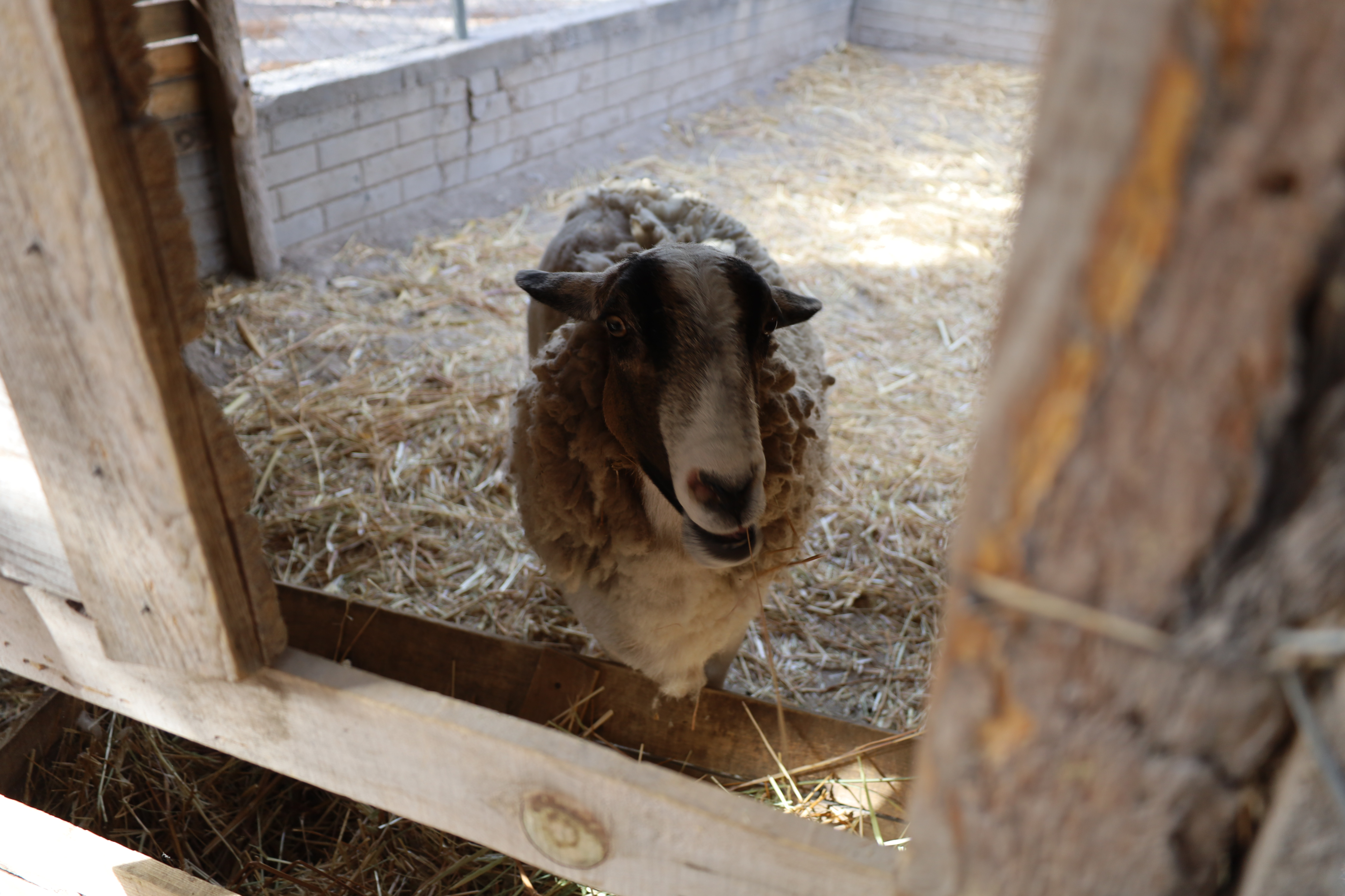 Oveja siendo fotografiada