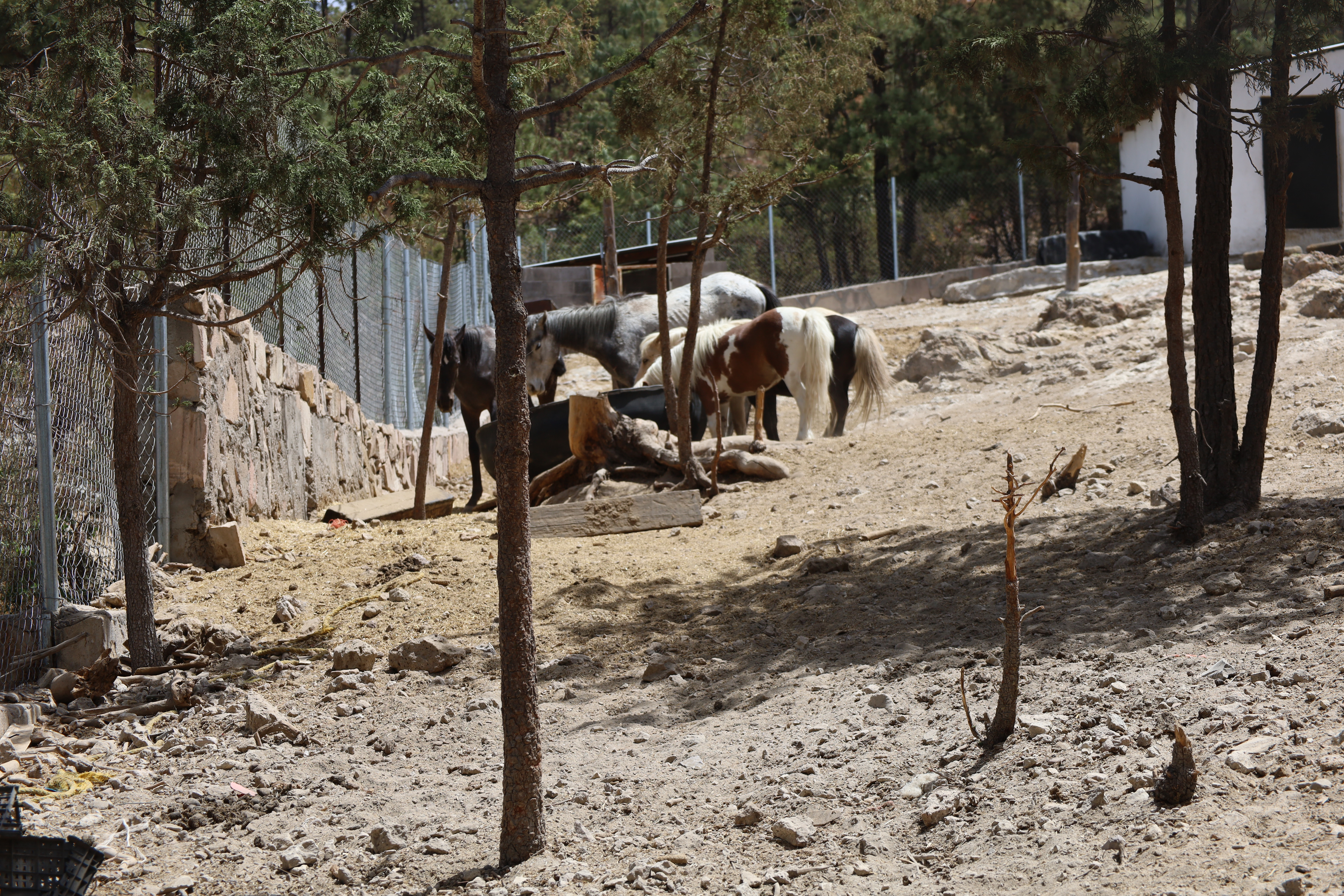 Bosque y naturaleza para exploración